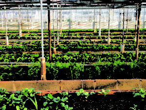 agricole