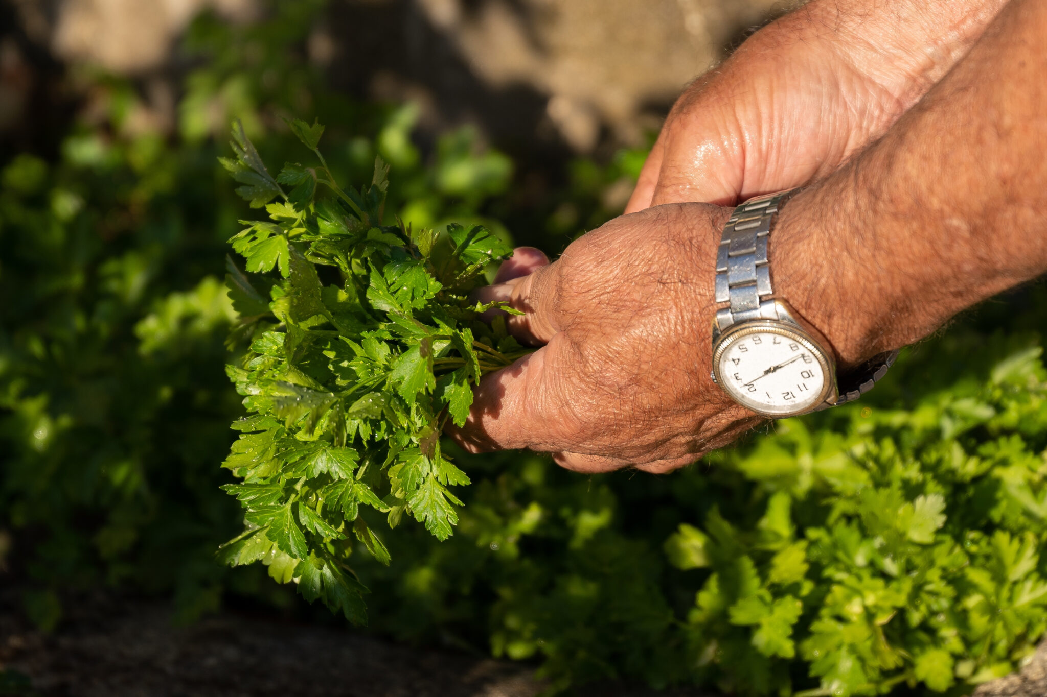 closeup farmer s hand with silver watch harvesting fresh parsley farm scaled
